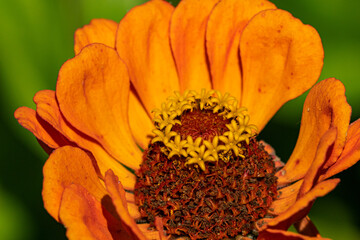 close up of a beautiful zinnia flower with big orange petals blooming under the sun