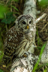 one cute barred owl resting on a thick tree trunk under the shade of the forest