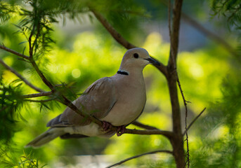 Exotic Bird