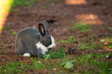 one grey rabbit with red iris and white spot on its forehead and chest eating some vegetable leaves on the grassy ground under the shade