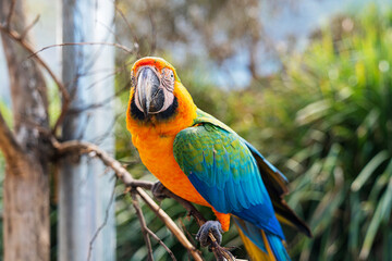 Exotic Bird