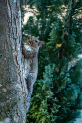 one cute brown squirrel cling on the tree trunk while holding a nut in its mouth near green bushes in the park