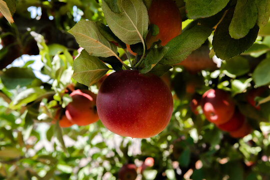 Image of a red apple hanging from an apple tree.
