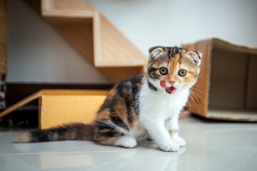 Scottish fold cat are playing in the house. Tricolor kitten are sitting on cement floor in the morning. Kittens with folding ears are eaing food.