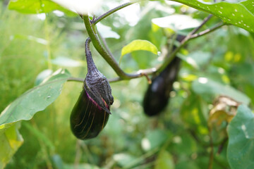 Two autumn eggplants
