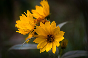 yellow flower in the garden