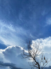 single dead tree silhouette of trees with cloudy sky background. 