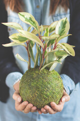 Mujer con camisa celeste y chaqueta negra sosteniendo con ambas manos una bola de musgo o kokedama planta de interior peperomia