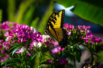 Naklejka na ściany i meble yellow swallowtail butterfly on flower