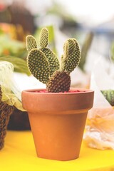 cactus en maceta naranja sobre mantel amarillo fondo desenfocado