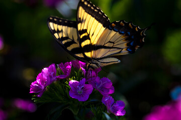 swallowtail butterfly on flower