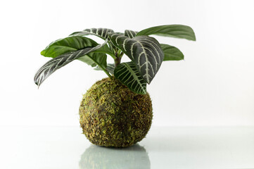 planta de interior tropical en bola de musgo o kokedama sin maceta en fondo blanco