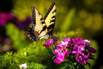 butterfly on a flower