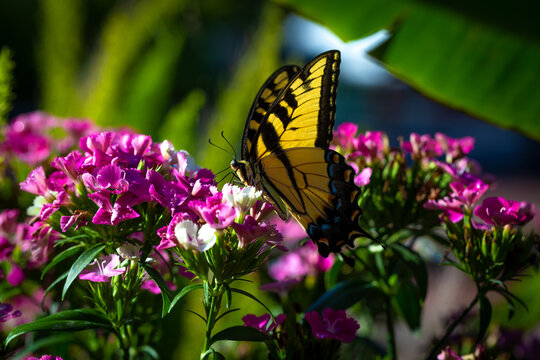 yellow swallowtail butterfly on flower