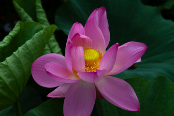 Pink lotus flower Nelumbo nucifera close up in summer