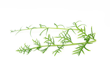 Green leaf on a white background, tropical weed.