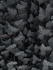 Ivy leaves upside down blacj leaves in the wall background wallpaper modern photography