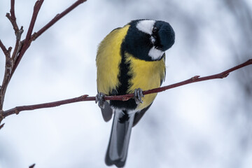 Cute bird Great tit, songbird sitting on a branch without leaves in the autumn or winter.