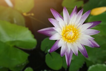 pink lotus flower