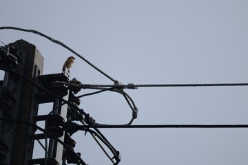 barbed wire against sky