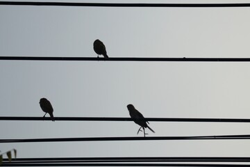 birds on a wire