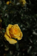 Yellow Flower of Rose 'Sun Flare' in Full Bloom
