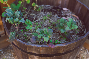 kale plant outdoor in sunny vegetable garden