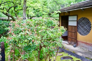 The Japanese tea house with bush.