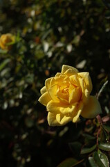 Light Yellow Flower of Rose 'Sunsplash' in Full Bloom
