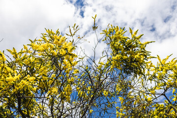 native Australian wattle plant outdoor in a sunny backyard
