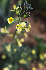 broccolini plant outdoor in sunny vegetable garden