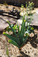 leek plant outdoor in sunny vegetable garden
