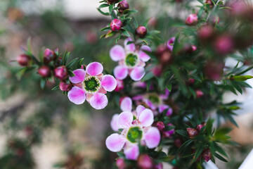 native Australian tea tree plant outdoor in a sunny backyard