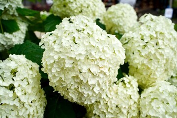 White hydrangea flowers in the garden
