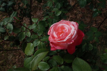 Red and White Flower of Rose 'Tancho' in Full Bloom
