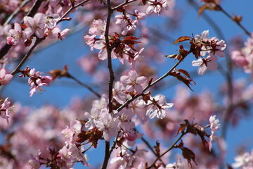 cherry blossom