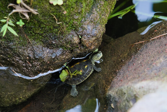 A small Chinese land-turtle (Mauremys sinensis) swim across the stone crack in the pond.