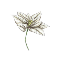 poinsettia flower, white winter christmas flower home decoration element