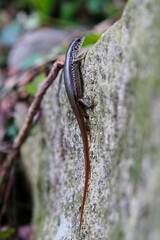 Indian Forest Skink (Sphenomorphus indicus formosensis) on the stone.