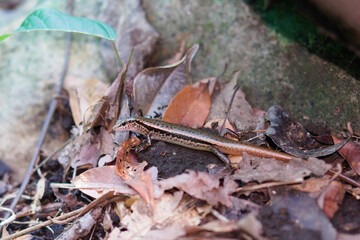 Indian Forest Skink (Sphenomorphus indicus formosensis) hiding in the death leaves under the stone.