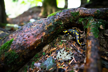 yellow spotted salamander in forest
