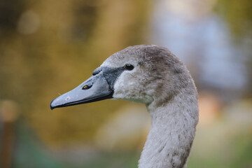 gray swan close up