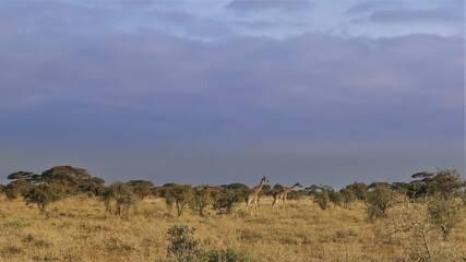 Naklejka premium On the yellow grass of the savannah are giraffes. Around trees, bushes. The background is a cloudy sky. Kenya. Amboseli park.