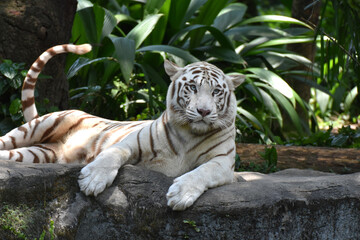 White tiger lying on the ground