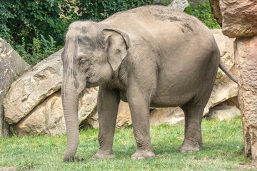 Elephant in zoological garden