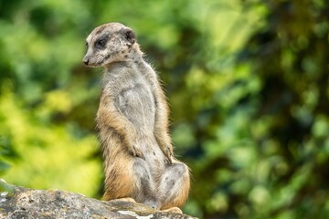 Naklejka premium Standing meerkat watching around