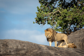 Male lion and female lioness resting on big rocks in Serengeti in Tanzania