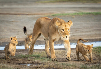 Female lioness and her three lion cubs crossing river in Ndutu in Tanzania