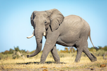 Obraz premium Horizontal portrait of an adult elephant walking with blue clear sky in the background in Savuti in Botswana