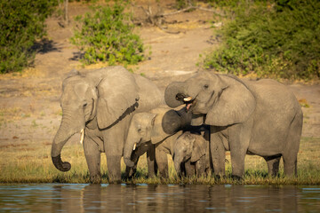 Obraz premium Small herd of elephants standing at edge of water drinking in Chober River in Botswana